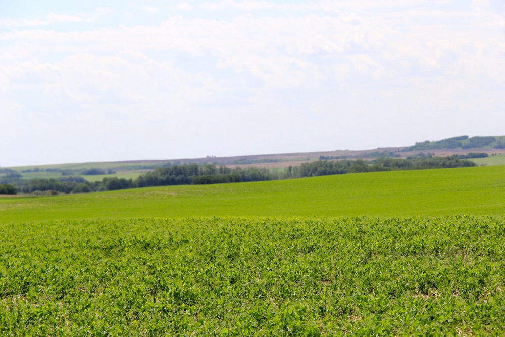 A pea field east of Mervin, Sask on June 9th. While crops are generally good in the area, germination is spotty in dry pockets. The latest crop report noted that Crop District 9B, which encompasses Meadow Lake and Turtleford, is 28 per cent short topsoil moisture on cropland, and 50 per cent short on pasture.