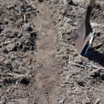 Figure 1. A flat spade is used to level off the soil across several drill rows.