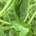 The economic threshold for spraying aphids in peas is two to three aphids in the top 20 cm of the plant tip. This pea plot was well over the threshold, but the plot was left unsprayed so the aphids could pose for photographs.