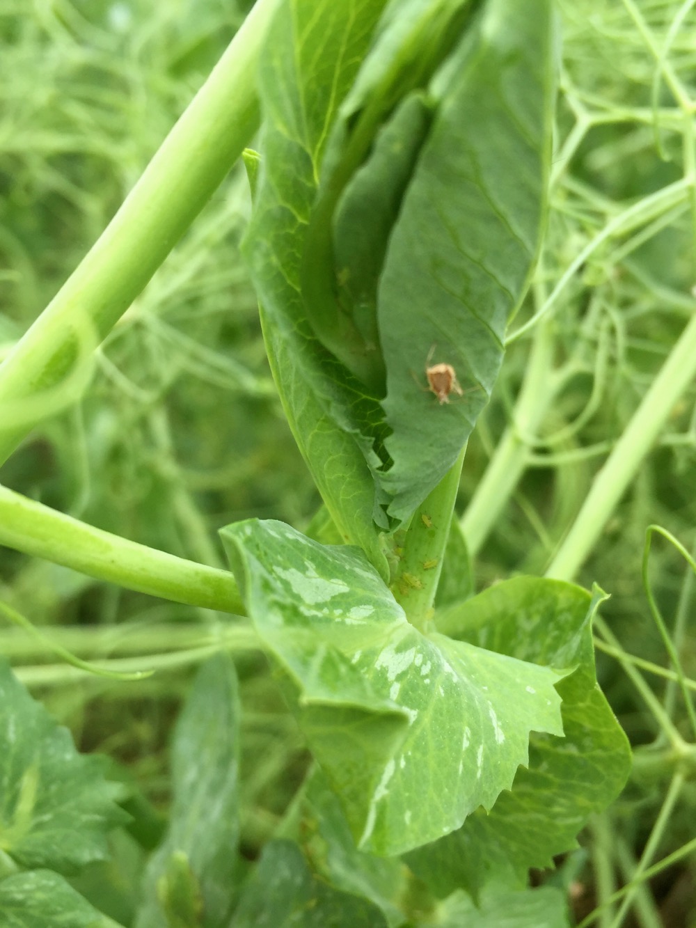 The economic threshold for spraying aphids in peas is two to three aphids in the top 20 cm of the plant tip. This pea plot was well over the threshold, but the plot was left unsprayed so the aphids could pose for photographs.