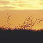 ripe canola at sunset, Glen Nicoll