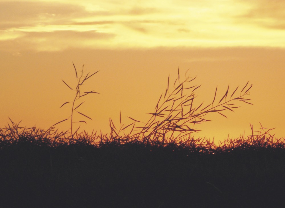 ripe canola at sunset, Glen Nicoll