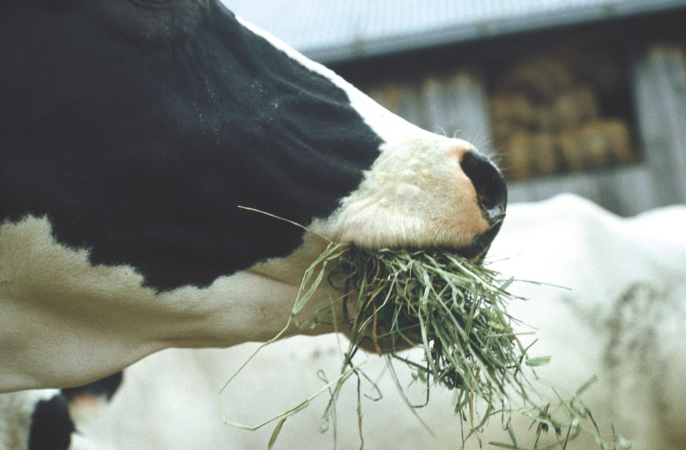 Dairy Corner: Rain can compromise good quality hay
