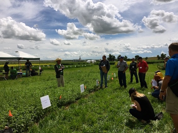 Saskatchewan’s provincial weed specialist, Clark Brenzil, described plots that had been intentionally sprayed with the wrong product or at the wrong time, so farmers and agronomists can avoid making those mistakes at home, or at least diagnose them if they do.
