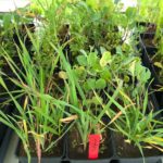 These plants were grown without adequate sulfur and are suffering the consequences. Jeff Schoenau explained that this “can look a lot like nitrogen deficiency.”