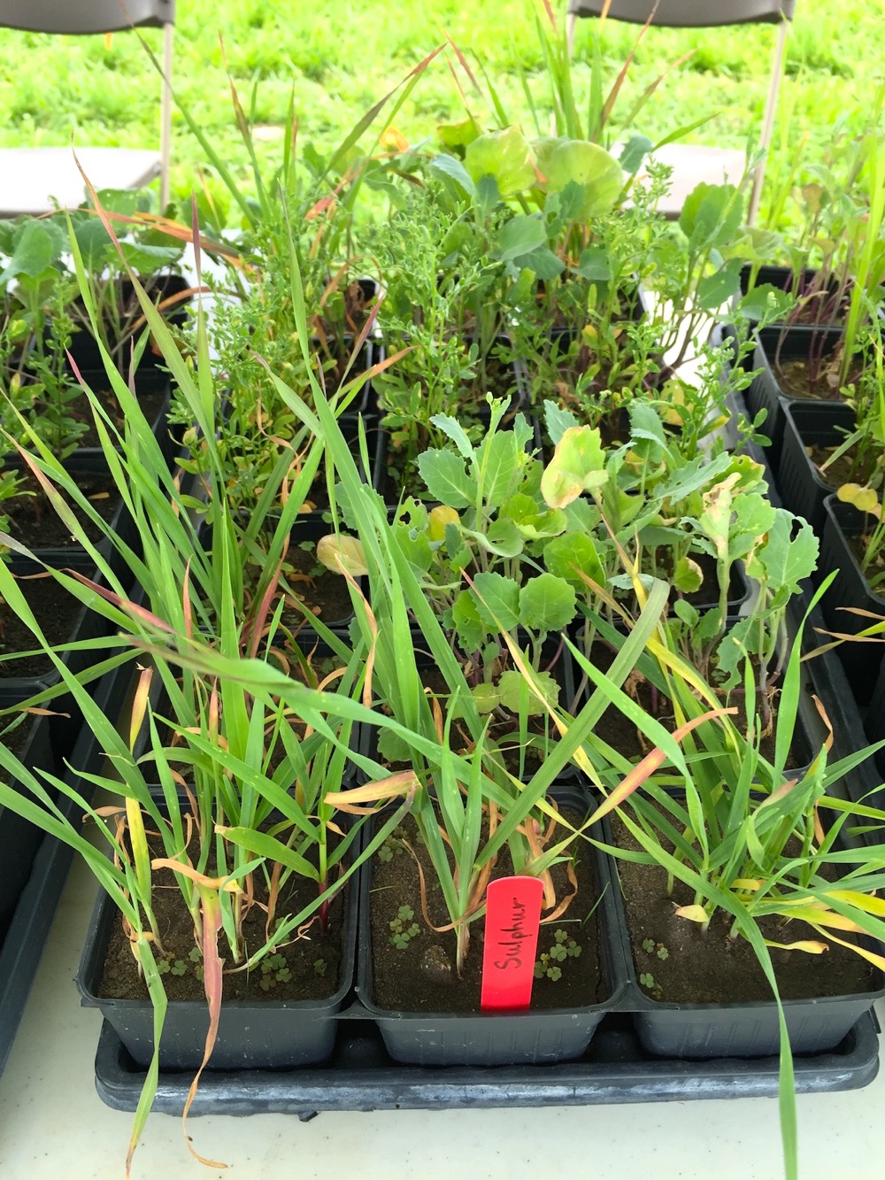 These plants were grown without adequate sulfur and are suffering the consequences. Jeff Schoenau explained that this “can look a lot like nitrogen deficiency.”