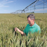 Rick Stamp of Stamp Seeds checks out the 2016 hybrid rye seed crop.