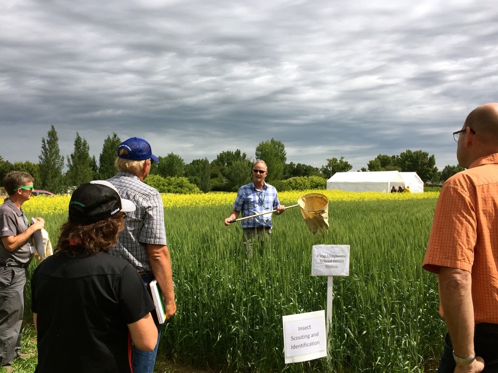 Scott Hartley provincial insect and vertebrae pest specialist, demonstrated the proper use of sweep nets. Make sure the area you sweep is undisturbed: sweep in front of yourself or to the side.
