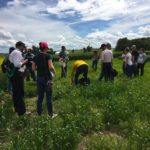 This plot was left unseeded intentionally. A wide variety of weeds took hold and participants were challenged to see how many they could correctly identify.