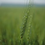 Crops developing normally, hay progress waits on wet fields