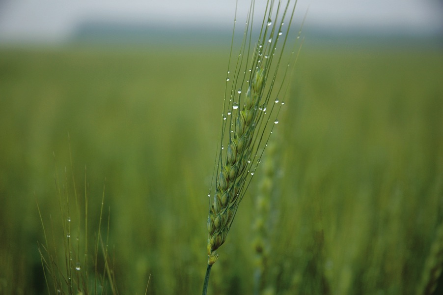 Crops developing normally, hay progress waits on wet fields