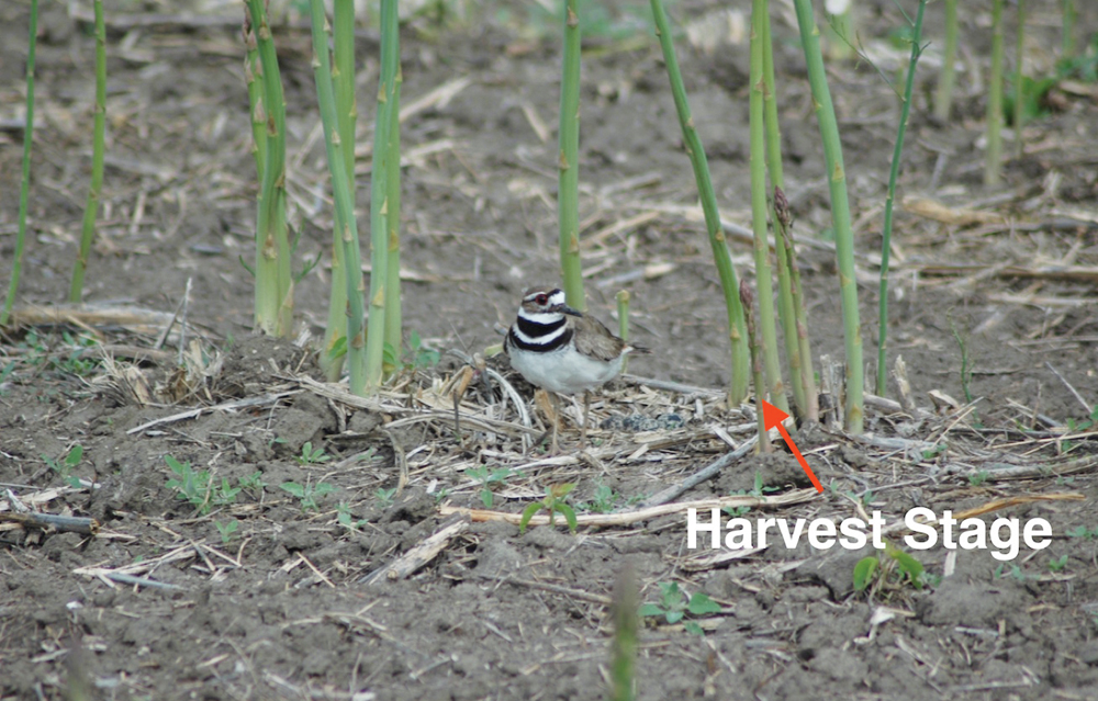 This photo was taken at harvest time: June 3, 2015.