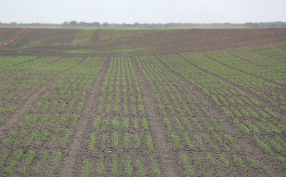 Bayer expects its first hybrid spring wheat varieties to hit the market in six to eight years.