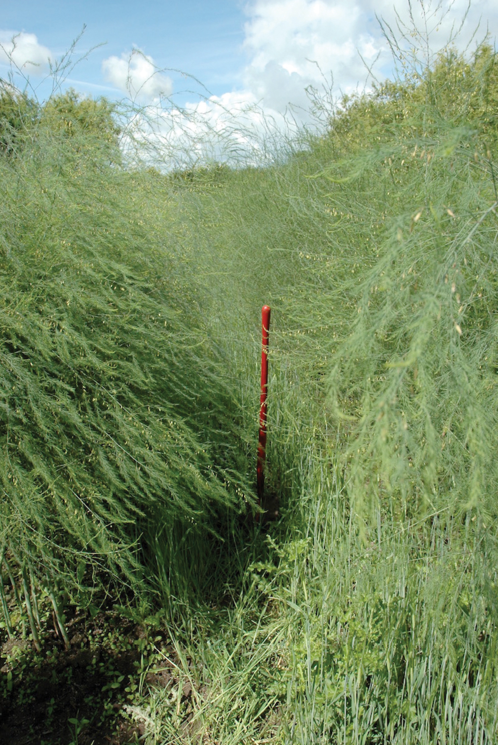 On July 14, 2016 the asparagus was eight feet tall. The long handle red spade shows the scale.