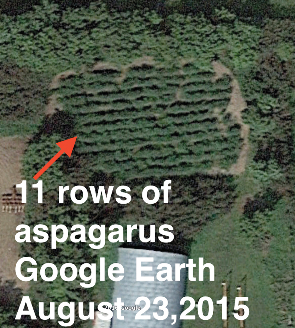 Asparagus rows visible from space? Google Earth image.