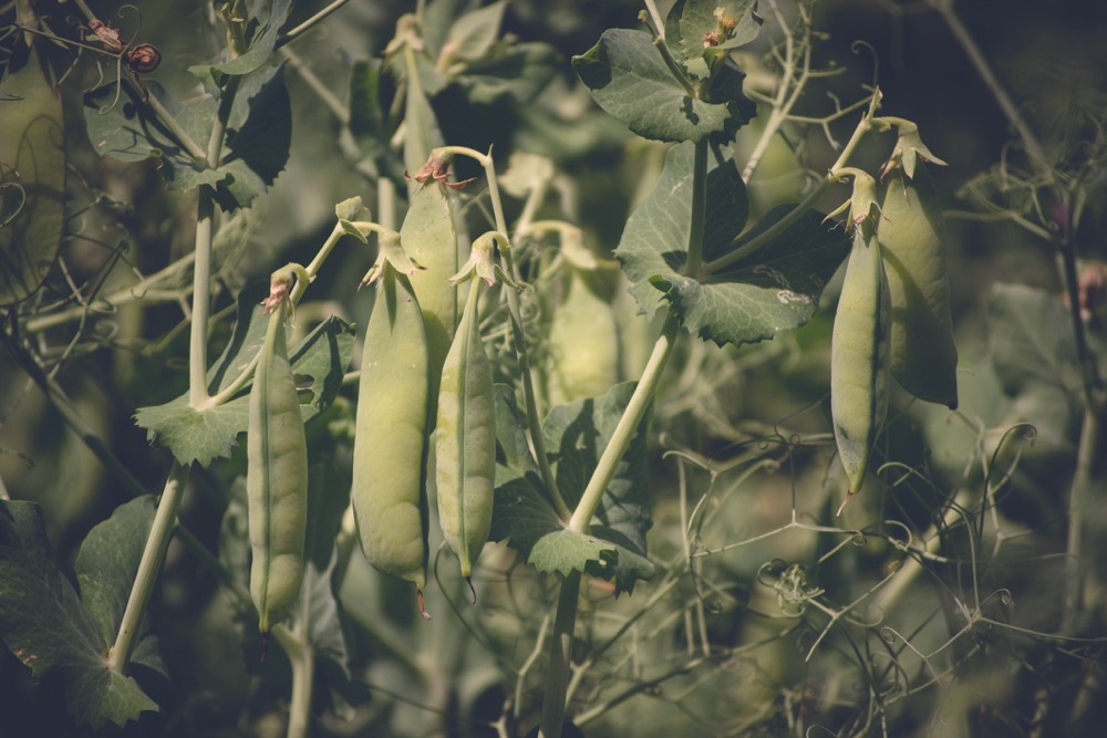 Green peas in the field