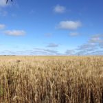 A wheat crop stands at the ready in NW Sask., taken Aug. 22.