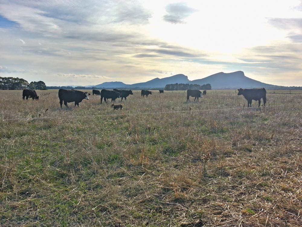 These are some of the yearlings Kim Nielsen pastures on his land in Australia. Following a holistic management rotational grazing system (and if the rains come when they are supposed to) he hopes to be able to double carrying capacity.