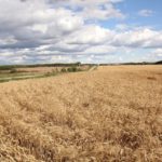 Near Livelong, in NW Sask.