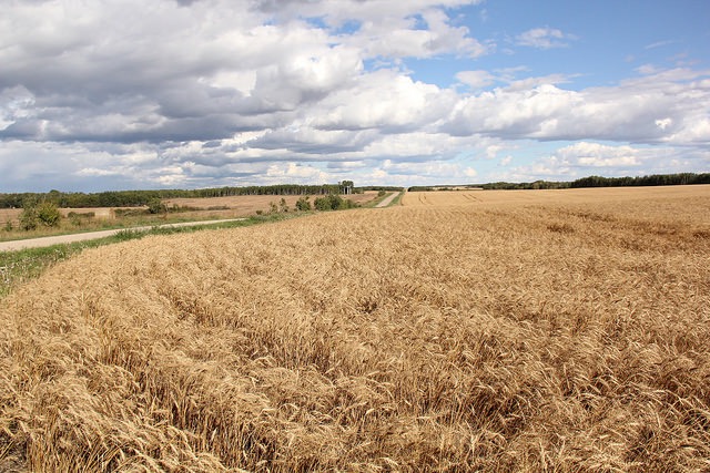Near Livelong, in NW Sask.