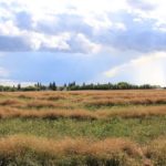 Near Livelong, in NW Sask.