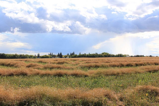 Near Livelong, in NW Sask.