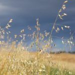 Near Livelong, in NW Sask.