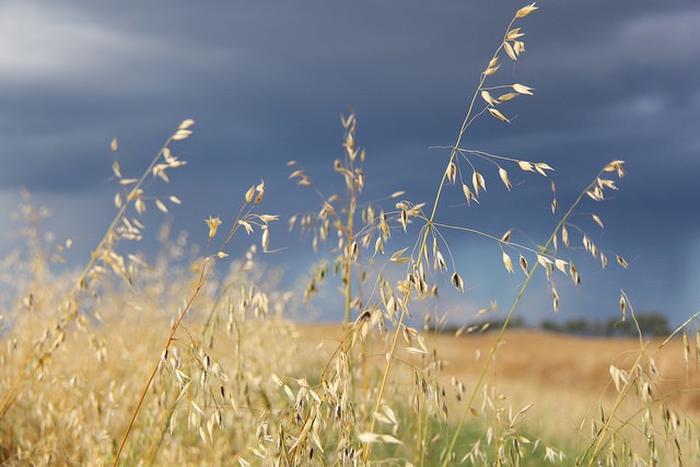 Near Livelong, in NW Sask.