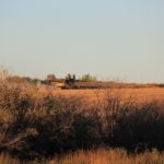 Combining near Cochin, in NW Sask, in the evening.