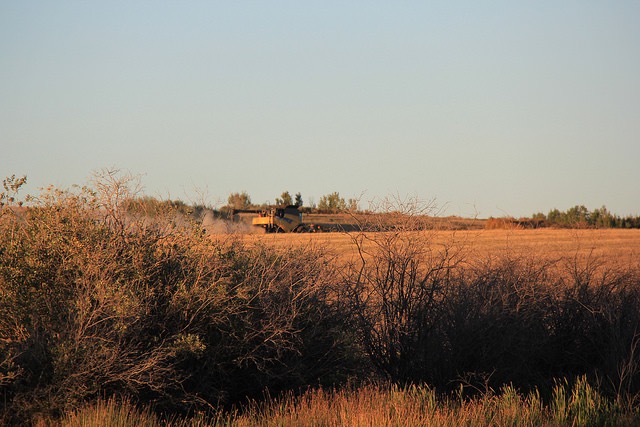 Combining near Cochin, in NW Sask, in the evening.