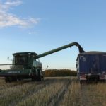 Harvesting canola near Livelong, Sask.