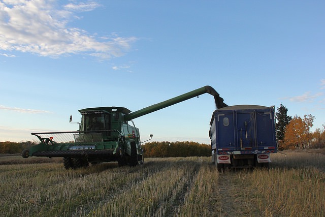 Harvesting canola near Livelong, Sask.