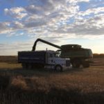 Harvesting canola near Livelong, Sask.