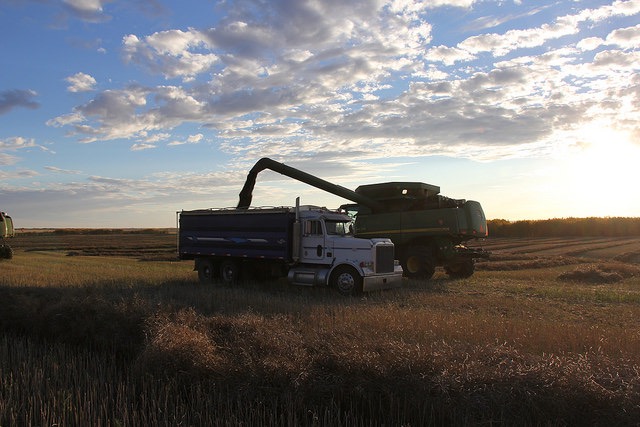 Harvesting canola near Livelong, Sask.