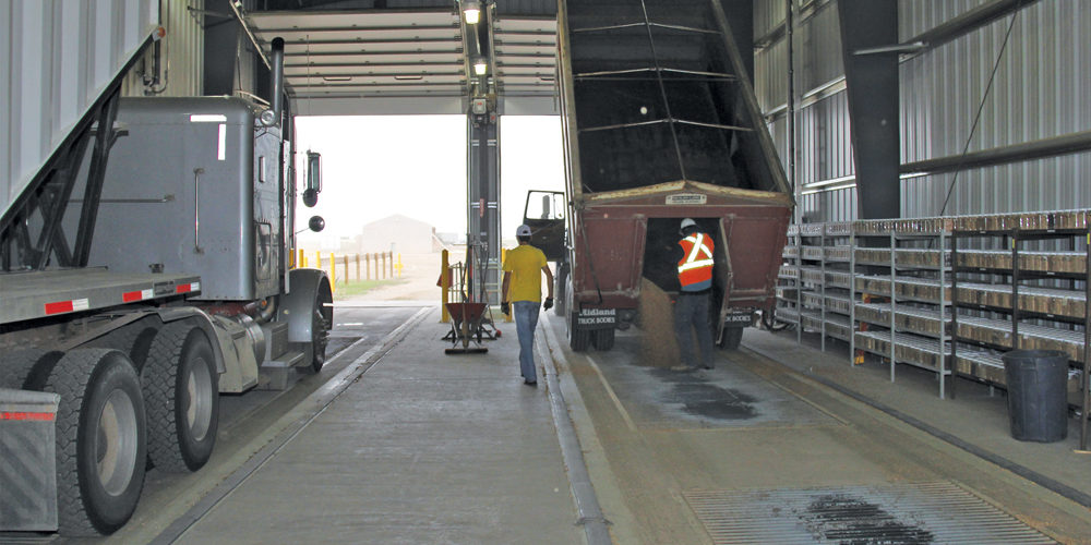 Grain trucks move through the double drive lanes at the Northgate grain-handling facility.