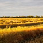 Dry weather helps make for good harvest progress