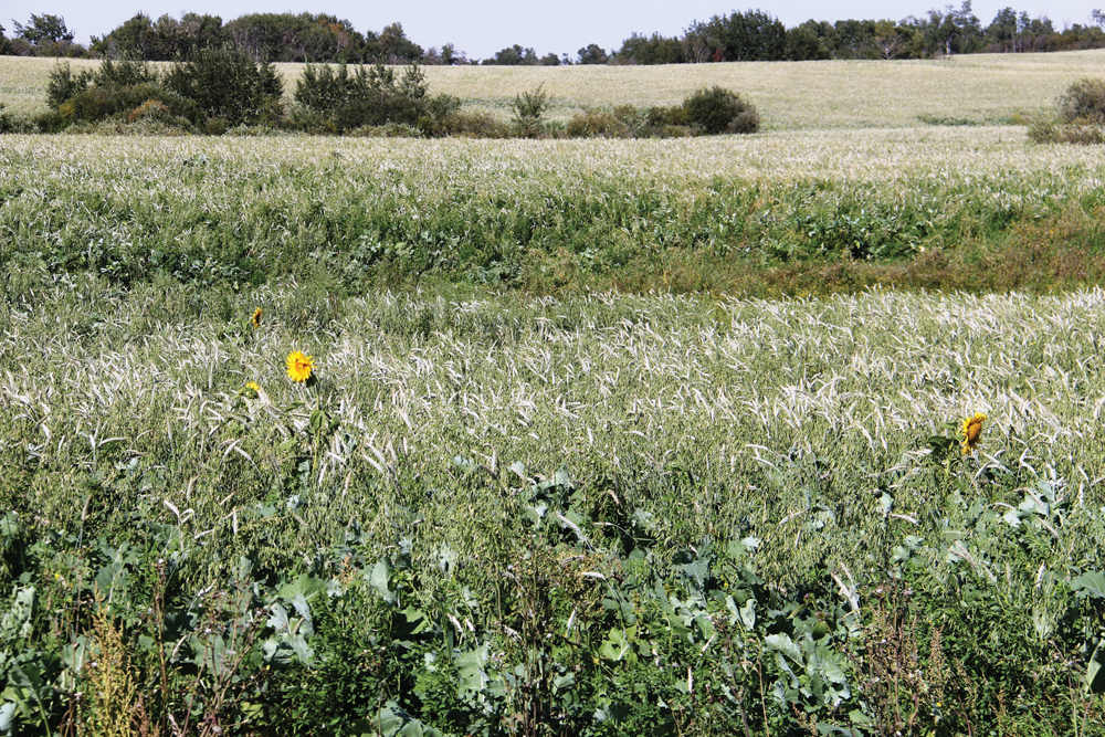 Cover crops can help increase production by keeping soil cool, retaining moisture, and feeding the microbes and earthworms that build a healthy soil.