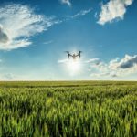 Flying drone and green wheat field