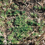 Weed researchers are studying several options to control herbicide-resistant weeds. Researchers need to test each product or practice alone, and in combination.