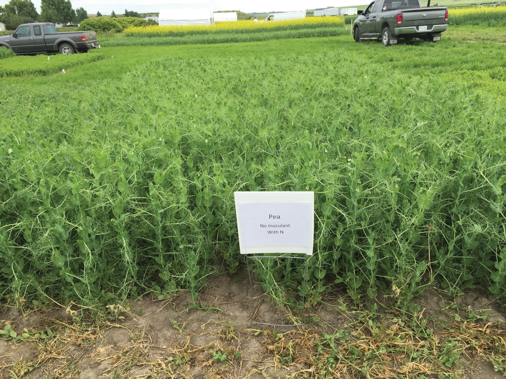Peas with no inoculant, with applied nitrogen.