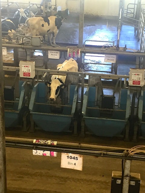 A dairy cow chows down at the Rayner Dairy Research and Teaching Facility. Some cows are assigned their own feed bins. An RFID reader gives the cow access when she approaches her own bin. However, some cows figure out how to game the system by sneaking past the gate when the rightful cow moves away from her bin. Those sneaky cows aren't in the personalized feed bin area.