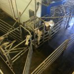 A dairy cow exits the robotic milker at the Rayner Dairy Research and Teaching Facility. The facility has a commercial dairy herd, which they also use for research and teaching.