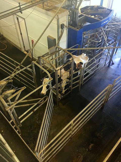 A dairy cow exits the robotic milker at the Rayner Dairy Research and Teaching Facility. The facility has a commercial dairy herd, which they also use for research and teaching.
