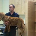 Dr. John Campbell holds a stuffed dog that vet students use to hone their diagnostic skills early in their schooling. Instructors can give the dog health problems such as heart murmurs.