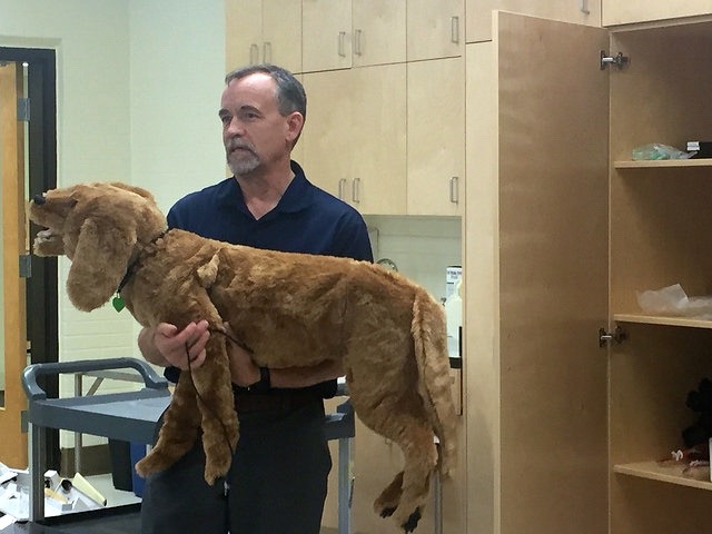 Dr. John Campbell holds a stuffed dog that vet students use to hone their diagnostic skills early in their schooling. Instructors can give the dog health problems such as heart murmurs.