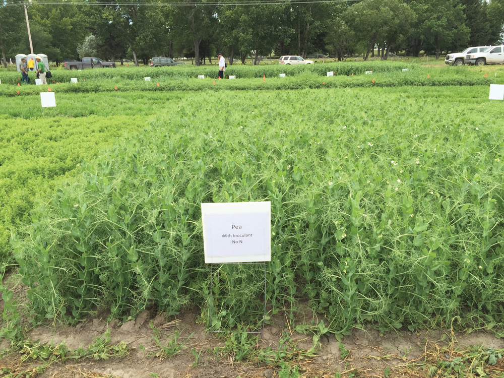 Peas with inoculant, no nitrogen.