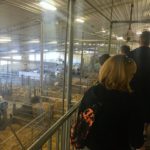 The view from the cow-walk of the University of Saskatchewan's Rayner Dairy Research and Teaching Facility. Members of the Canadian Farm Writers' Federation toured the facility on September 30th.