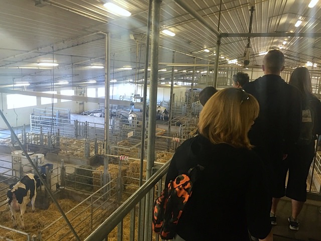 The view from the cow-walk of the University of Saskatchewan's Rayner Dairy Research and Teaching Facility. Members of the Canadian Farm Writers' Federation toured the facility on September 30th.