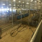 The view from the cow-walk of the University of Saskatchewan's Rayner Dairy Research and Teaching Facility. Members of the Canadian Farm Writers' Federation toured the facility on September 30th.