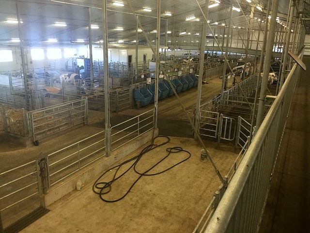 The view from the cow-walk of the University of Saskatchewan's Rayner Dairy Research and Teaching Facility. Members of the Canadian Farm Writers' Federation toured the facility on September 30th.